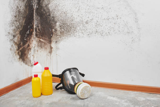 Best Mold Removal Company Near Me  in Des Peres, MO