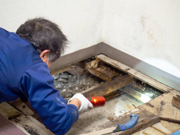 Best Commercial Mold Removal  in Des Peres, MO