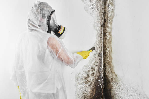 Best Office Mold Removal Services  in Des Peres, MO