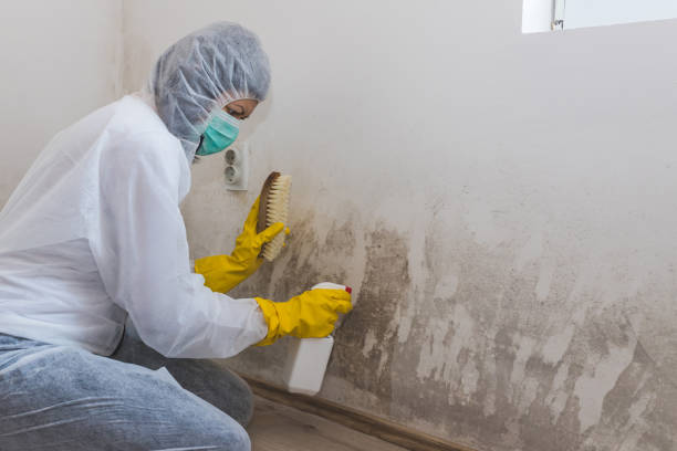 Mold Removal and Inspection in Des Peres, MO