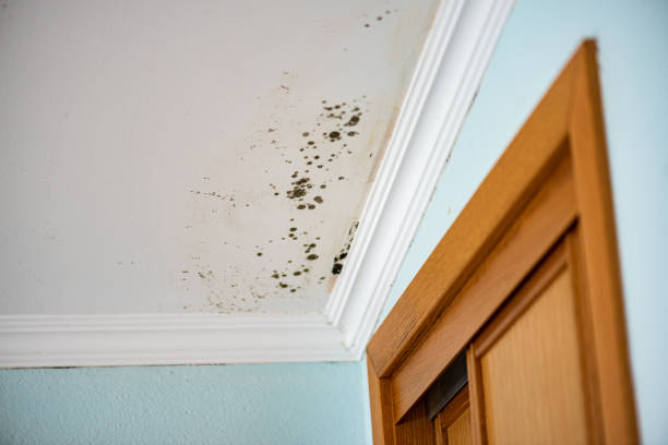 Professional Mold Removal in Des Peres, MO