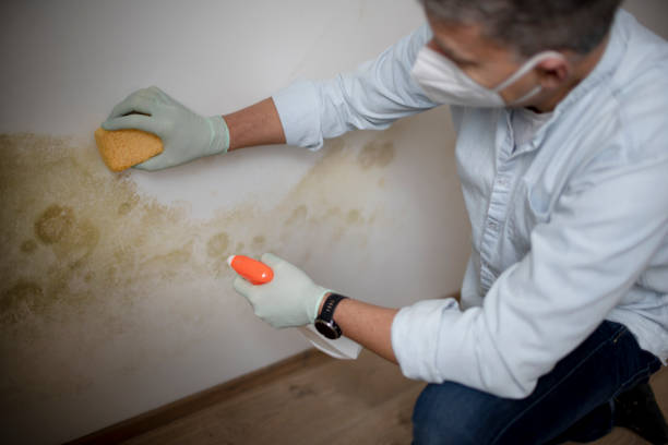 Best Fast Mold Removal  in Des Peres, MO