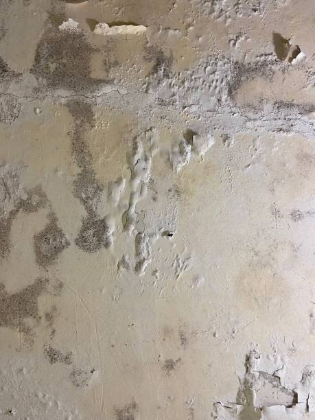 Best Mold Removal Near Me  in Des Peres, MO