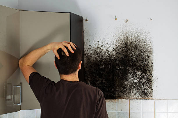 Best Mold Removal Company Near Me  in Des Peres, MO