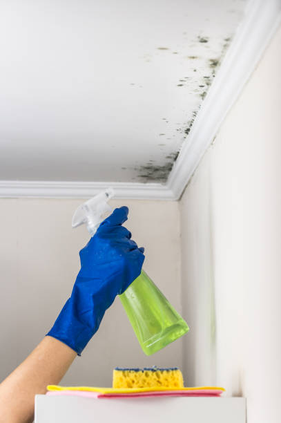 Best Toxic Mold Removal  in Des Peres, MO
