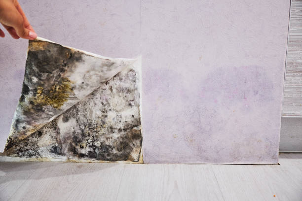 Best Mold Testing  in Des Peres, MO